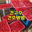 (텃밭/230828) 고추 색상 진하게 만들기 이미지