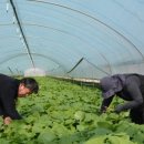 양촌농원 이미지