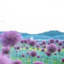 마늘꽃