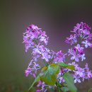 라일락(Lilac, 학명 Syringa vulgaris) 이미지
