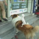 미스터초밥왕 - 수원시 영통구 매탄로 151 | 미스터초밥왕