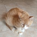 황금고양이 이미지