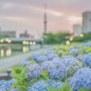 수국 사진 모음 이미지