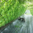 새순농장 이미지