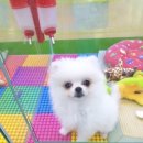 블루독 애견샵 이미지