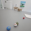 아름다운 개 이미지