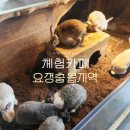 하남늘사랑교회자판기 | 요정출몰지역 하남 토끼 먹이주기 체험 카페 방문후기[주말 아기랑 어디가지?]