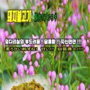 밋델리