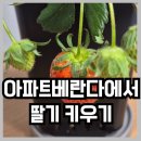 달을보는농부 | 겨울 방학 집에서 달을 보는 농부 딸기 키우기 (W. 달을 보는 농부 딸기 모종 키트 베란다에서 키워요.)