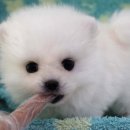 뽀송뽀송 이미지