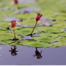 순채 (蓴菜, water shield, 순나물) 이미지