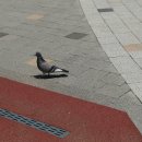 철쭉공원 이미지