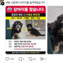 복슬강아지 이미지