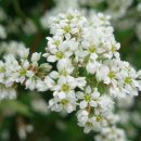 메밀꽃일다 이미지