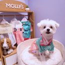 프리미엄펫 이미지