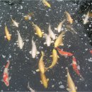 숲속풍경 이미지