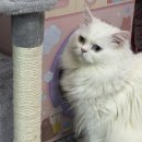 낭만고양이(강서점) 이미지