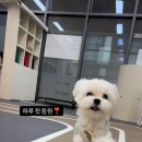 퍼시독 이미지