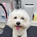 MUNG MOO 이미지