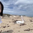 6503 | 호주퍼스 피나클스 사막 투어 후기 : 18만원 내돈내산, 황금빛 일몰 아래 인생샷 건지고 온 솔직후기