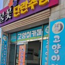 익산고양이분양 인생내캣 | 익산고양이카페 아이캣유 이용시간 무제한 고양이분양 가능