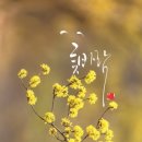 진하다 이미지