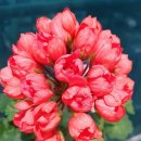 봉글봉글 이미지