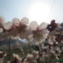 순천향매실마을 이미지