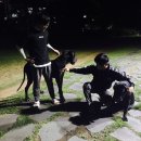 도니독 이미지