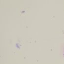 시니어 동물병원 이미지