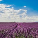 라벤더 이미지