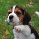 이쁜강아지 이미지