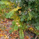 등촌근린공원 이미지