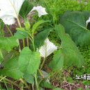 홍천노내골농장 이미지