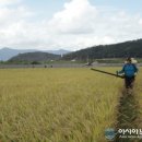 경주시, 기후변화에 대응 '신품종 사료작물' 보급 이미지