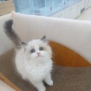 수원시 팔달구 중부대로183번길 | 화성고양이분양 고양이를 키우면 냄새가 많이 날까? 집사의 현실 후기!