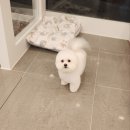 댕댕역 이미지