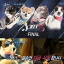 슈퍼독 이미지