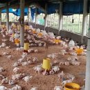 행복양계장 이미지