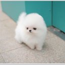 광주강아지분양 펫블리 애견 샵 이미지