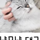 고양이무마취미용 무냥무냥 대구점 네이버블로그