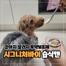 캔바이 | 내돈내산 시그니처바이 Pa 하이포알러제닉 강아지...약 먹이기 (먹이는 법) 투약보조제 습식캔 사용 후기