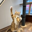 연두민박