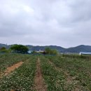 골든베리팜 네이버블로그