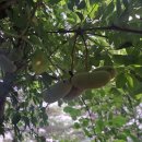 관란정觀瀾亭 이미지