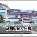 해물밭에 노는 닭 이미지