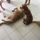 블루몽키