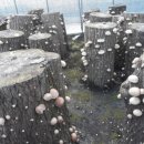 오번리 농장 이미지