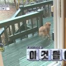 다복이네 이미지