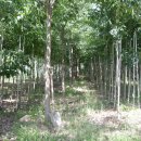 여주-0010 이미지